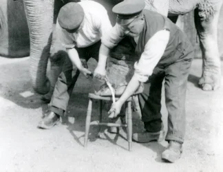 Elefante indio bebé y elefante indio hembra adulta, Assam Lukhi con el cuidador Charles Eyles, recibiendo un corte de uñas en el Zoológico de Londres, septiembre de 1923
